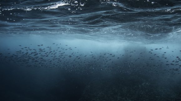 Investigadores CEAZA se unen a programa internacional de las Naciones Unidas para abordar la acidificación del océano