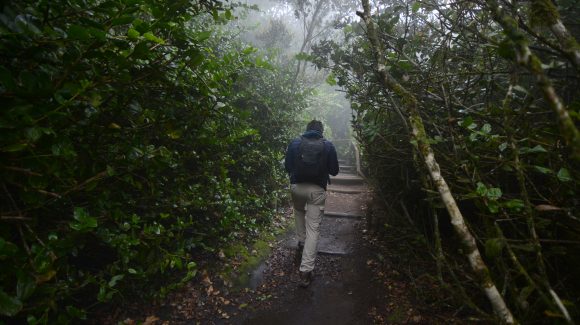 Simposio Internacional en La Serena: Investigadores nacionales e internacionales conmemoran los 35 años de estudios en el Parque Nacional Bosque Fray Jorge