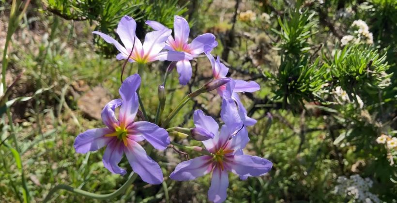 Investigadora de CEAZA comenta las probabilidades de que ocurra el Desierto Florido en 2024