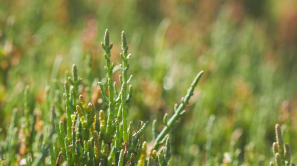 “Hierba sosa”: Por qué la planta Sarcocornia neei y los humedales costeros ayudan a mitigar la emisión de gases de invernadero