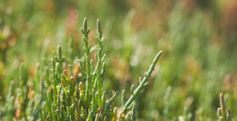 “Hierba sosa”: Por qué la planta Sarcocornia neei y los humedales costeros ayudan a mitigar la emisión de gases de invernadero