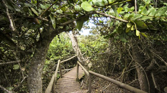 Reserva de Biosfera Fray Jorge aprobó Plan de Gestión 2025 – 2034