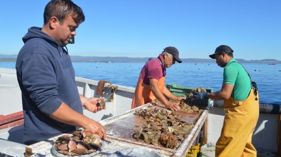 Empresas acuícolas de Tongoy se apoyan en alertas de baja de oxígeno en el océano para gestionar sus cultivos