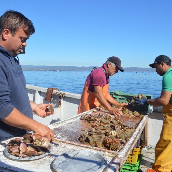 Empresas acuícolas de Tongoy se apoyan en alertas de baja de oxígeno en el océano para gestionar sus cultivos