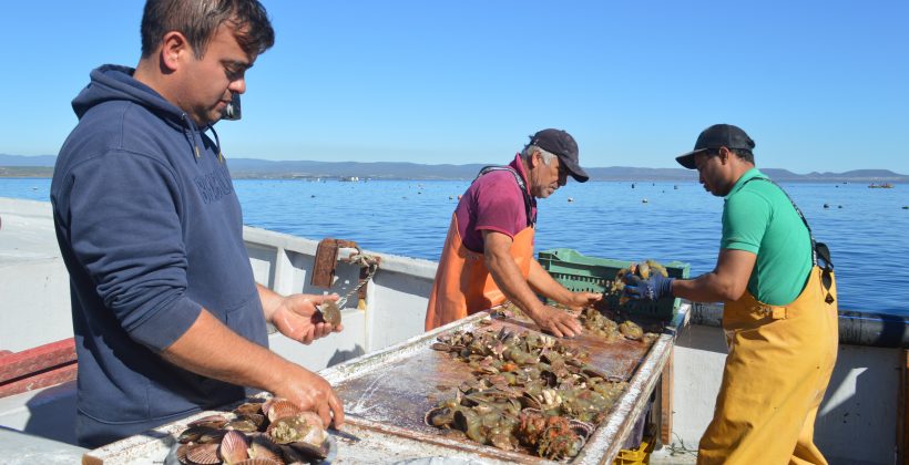 Empresas acuícolas de Tongoy se apoyan en alertas de baja de oxígeno en el océano para gestionar sus cultivos