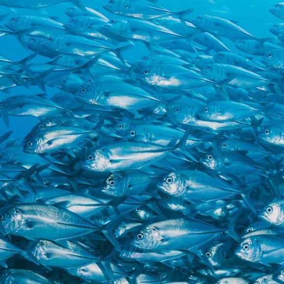 Investigadores revelan cómo era la biodiversidad marina de peces óseos hace millones de años