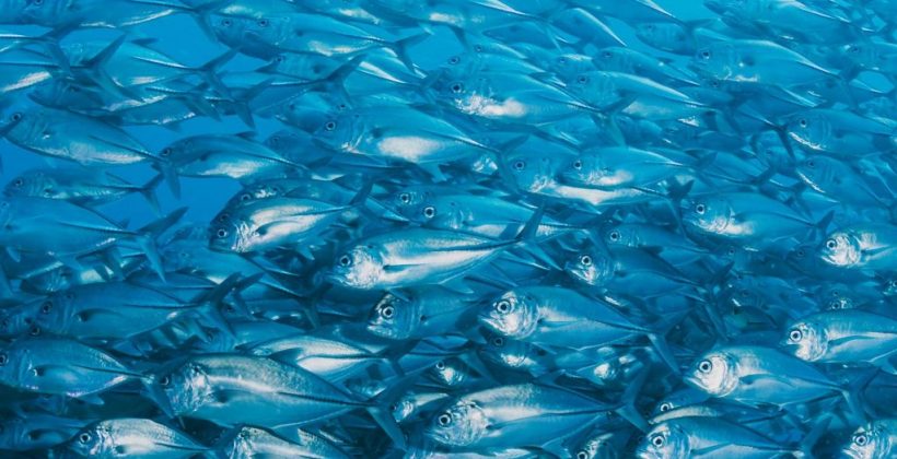 Investigadores revelan cómo era la biodiversidad marina de peces óseos hace millones de años