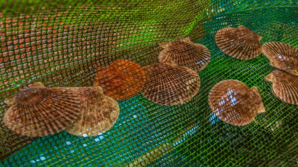 ¿Cómo la ciencia apoya a la acuicultura de la Región de Coquimbo?