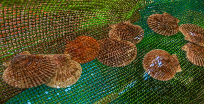 ¿Cómo la ciencia apoya a la acuicultura de la Región de Coquimbo?