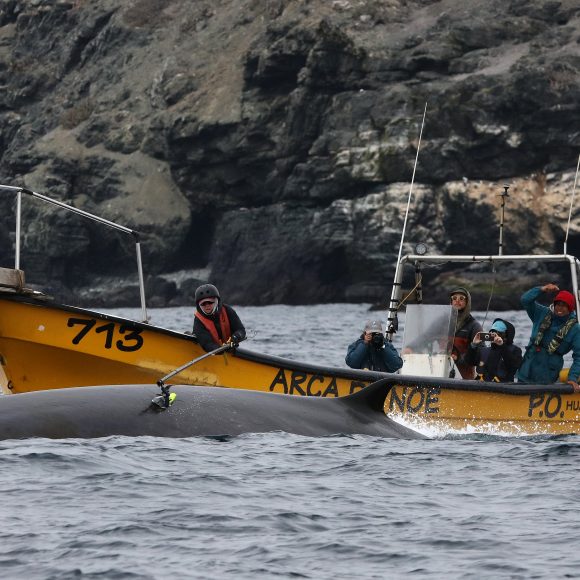 Científicos que estudian a las ballenas compartieron últimas investigaciones con la comunidad de Chañaral de Aceituno