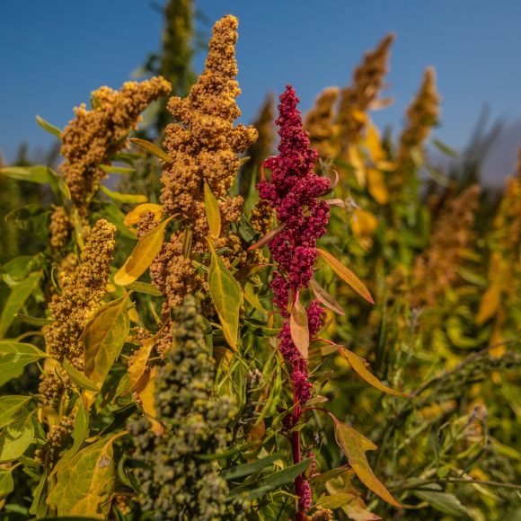 Comida para el futuro: Científicos desarrollan alimento para peces a base de quinoa