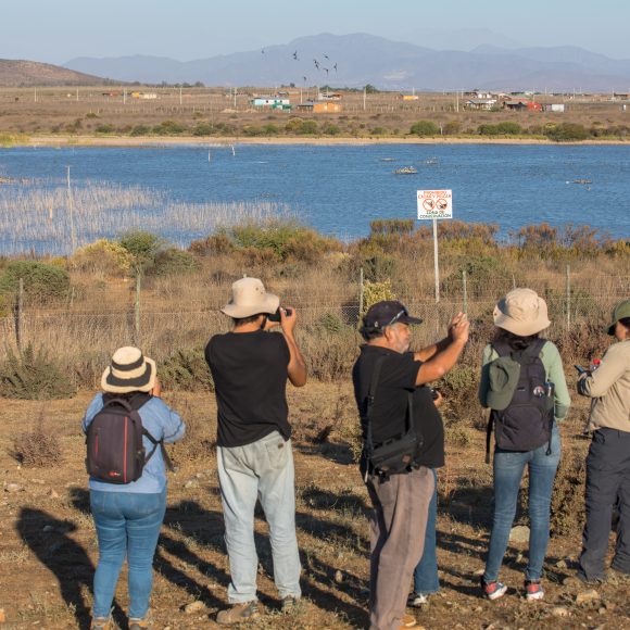 Información científica sobre red de humedales costeros de la Región de Coquimbo ya está disponible para la comunidad