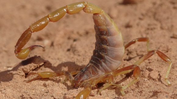 Brachistosternus: Los escorpiones que se distribuyen por todo Sudamérica y se adaptan a condiciones extremas