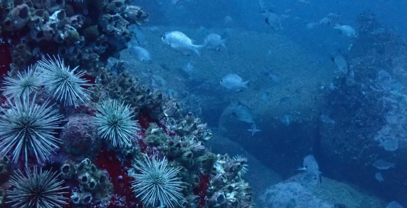 ¿Qué cambios están observando los científicos en el océano? ¿Qué cambios están observando los científicos en el océano?