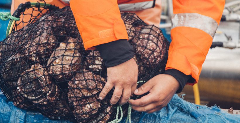 “Loco” bajo presión: Estudio revela cómo afecta la salmuera de las desalinizadoras a especie clave del ecosistema marino chileno “Loco” bajo presión: Estudio revela cómo afecta la salmuera de las desalinizadoras a especie clave del ecosistema marino chileno