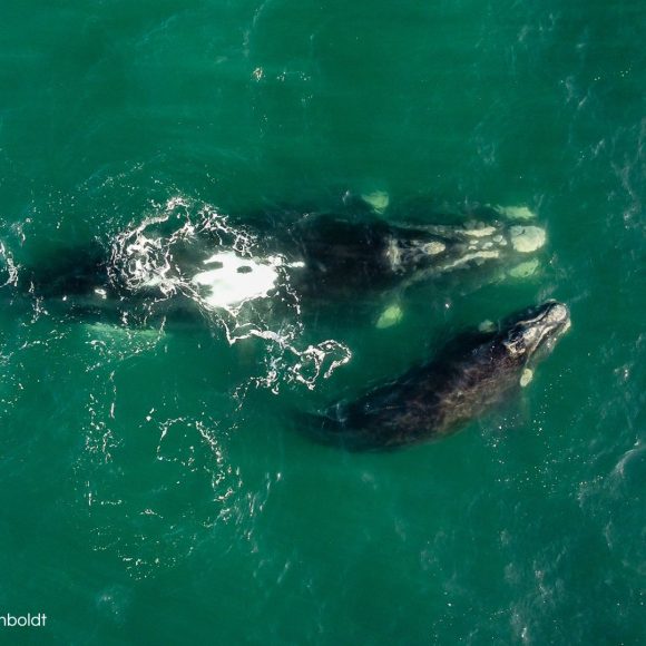 Avistamiento de ballena franca austral con su cría sorprende en la costa de La Serena