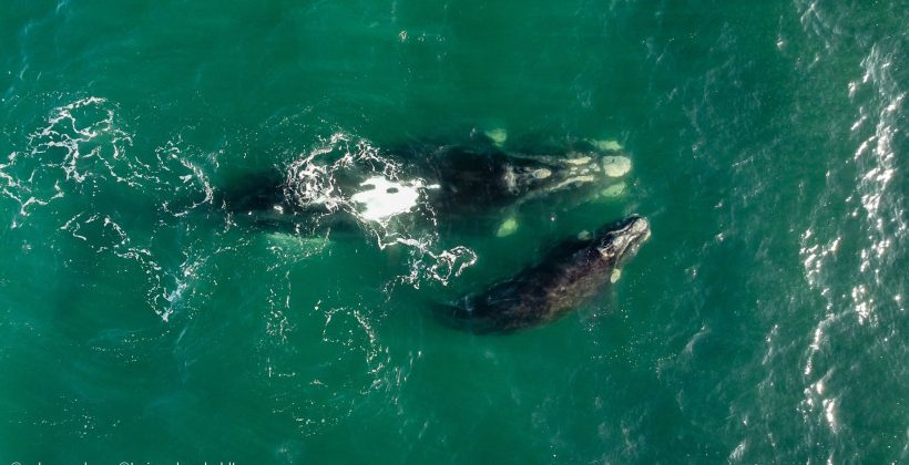 Avistamiento de ballena franca austral con su cría sorprende en la costa de La Serena Avistamiento de ballena franca austral con su cría sorprende en la costa de La Serena