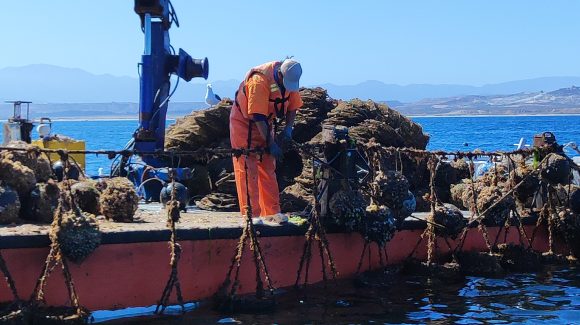 Científicos del CEAZA junto a la comunidad de Tongoy analizan la forma en que eventos climáticos han afectado la pesca y acuicultura local