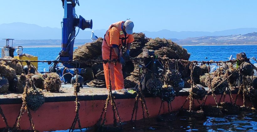 Científicos del CEAZA junto a la comunidad de Tongoy analizan la forma en que eventos climáticos han afectado la pesca y acuicultura local Científicos del CEAZA junto a la comunidad de Tongoy analizan la forma en que eventos climáticos han afectado la pesca y acuicultura local