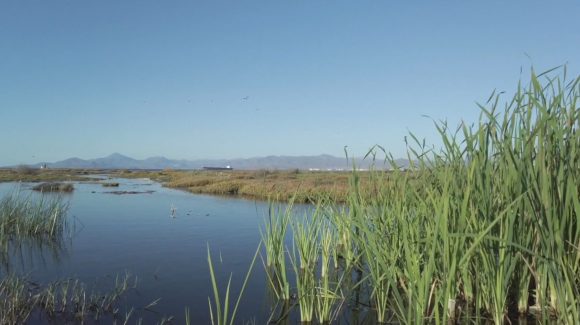CEAZA lanza guion turístico sobre la red de humedales de la Región de Coquimbo