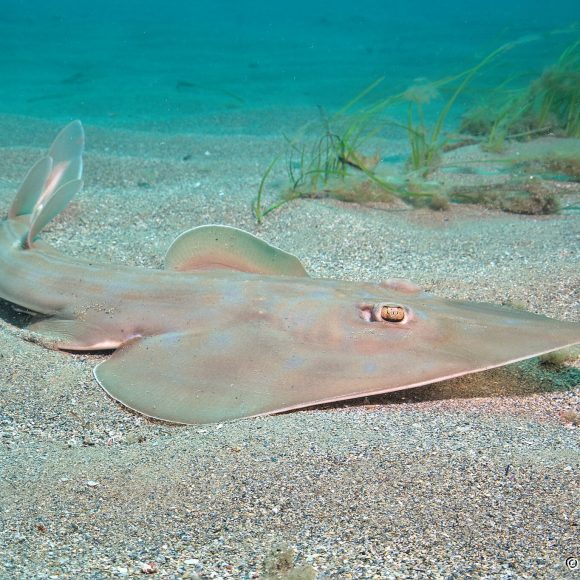 Científicos chilenos intentan trazar la ruta del pez guitarra, una especie inofensiva y en peligro de extinción