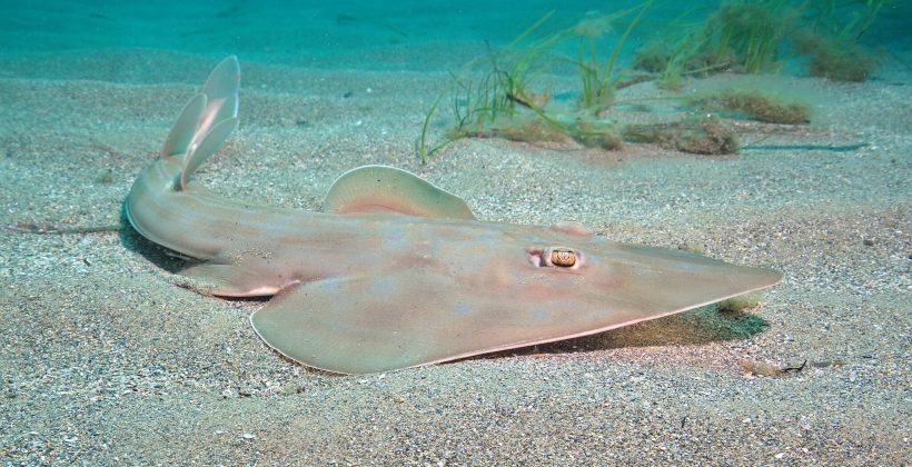 Científicos chilenos intentan trazar la ruta del pez guitarra, una especie inofensiva y en peligro de extinción