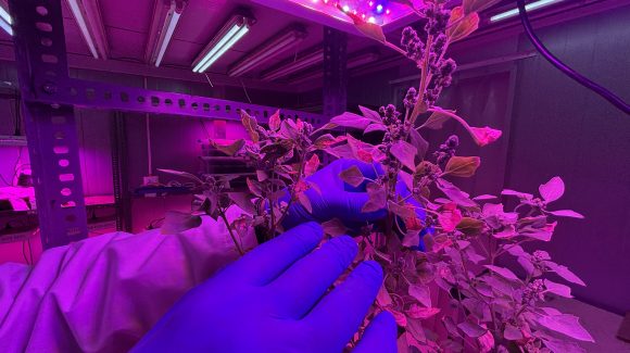 ¿Puede la quinoa ayudar a recuperar “tierras raras” y limpiar relaves mineros? Un proyecto chileno busca la respuesta