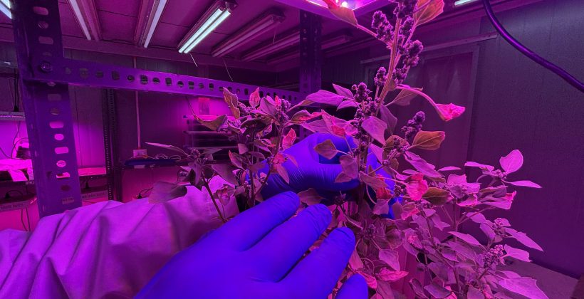 ¿Puede la quinoa ayudar a recuperar “tierras raras” y limpiar relaves mineros? Un proyecto chileno busca la respuesta ¿Puede la quinoa ayudar a recuperar “tierras raras” y limpiar relaves mineros? Un proyecto chileno busca la respuesta