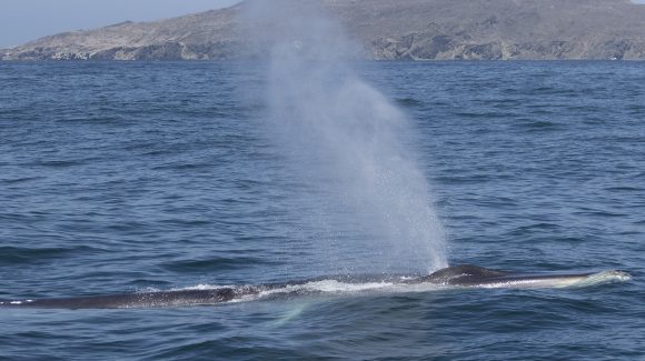 Charlas sobre ecología de las ballenas, cultura oceánica y turismo sustentable se desarrollaron en localidades aledañas al Archipiélago de Humboldt
