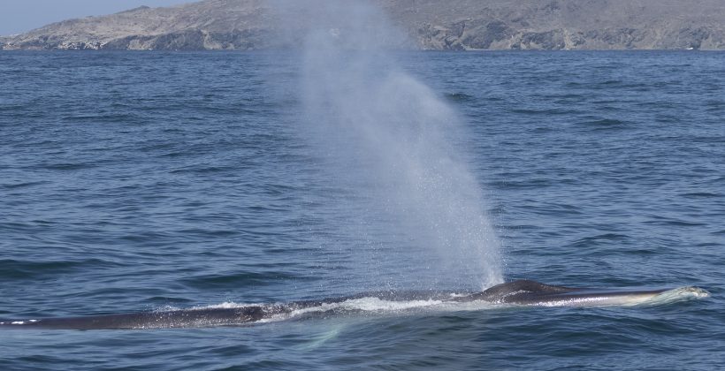 Charlas sobre ecología de las ballenas, cultura oceánica y turismo sustentable se desarrollaron en localidades aledañas al Archipiélago de Humboldt