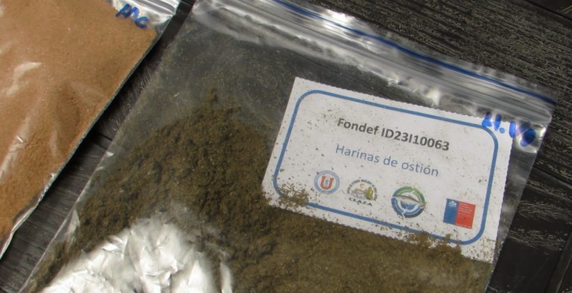 Científicos de CEAZA y UCN avanzan en la creación de alimentos sustentables para peces basado en subproductos pesqueros de la Región de Coquimbo