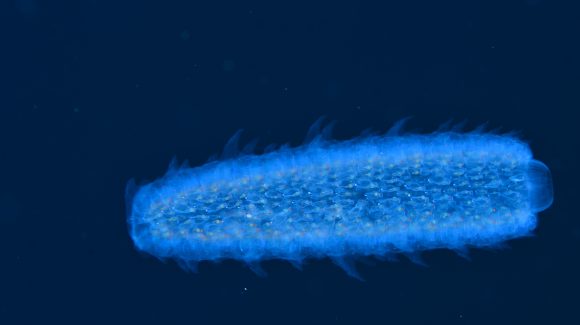 Un “Fuego” bioluminiscente que enciende el Archipiélago de Humboldt: CEAZA registra la presencia de Pyrosoma frente a Isla Chañaral de Aceituno