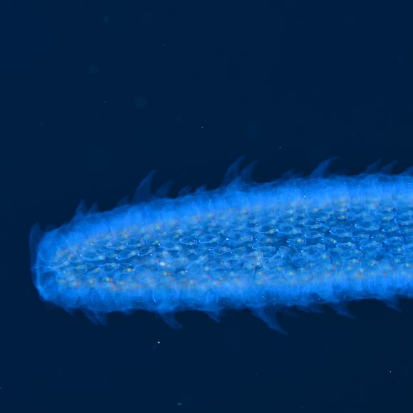 Un “Fuego” bioluminiscente que enciende el Archipiélago de Humboldt: CEAZA registra la presencia de Pyrosoma frente a Isla Chañaral de Aceituno