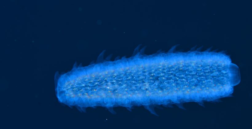 Un “Fuego” bioluminiscente que enciende el Archipiélago de Humboldt: CEAZA registra la presencia de Pyrosoma frente a Isla Chañaral de Aceituno