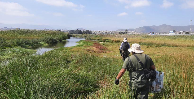 En el Día de los Humedales 2026: El Centro Científico CEAZA invita a actividad en terreno en el Parque Urbano Cerro Grande En el Día de los Humedales 2026: El Centro Científico CEAZA invita a actividad en terreno en el Parque Urbano Cerro Grande