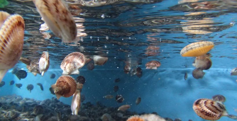 CEAZA está buscando un/a investigador/a a tiempo completo en genética aplicada a recursos acuáticos