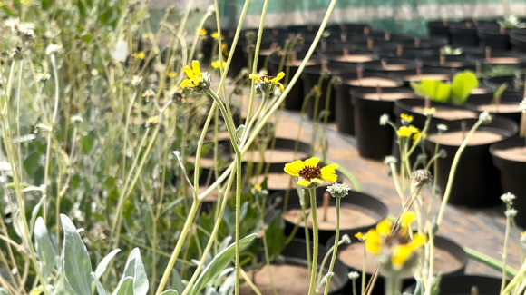 Cómo las áreas verdes pueden ayudar a bajar hasta 10°C la temperatura en zonas urbanas afectadas por la sequía