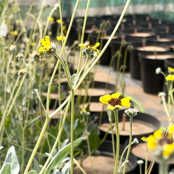 Cómo las áreas verdes pueden ayudar a bajar hasta 10°C la temperatura en zonas urbanas afectadas por la sequía