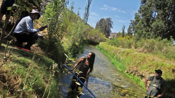 Sin el canal Bellavista, el humedal El Culebrón de la Región de Coquimbo podría desaparecer