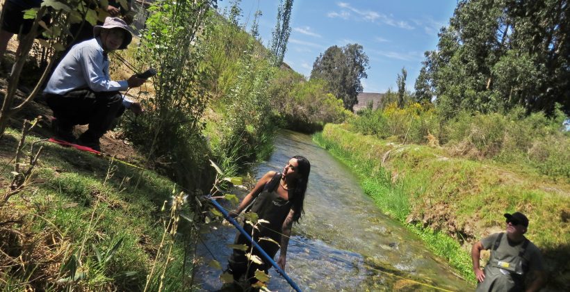 Sin el canal Bellavista, el humedal El Culebrón de la Región de Coquimbo podría desaparecer