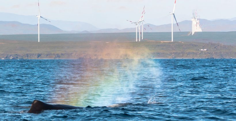 Avistamientos de cachalotes en Isla Chañaral despiertan interés científico y turístico Avistamientos de cachalotes en Isla Chañaral despiertan interés científico y turístico
