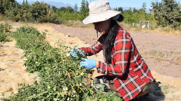 En Vicuña: Científicos informarán sobre potencial de microorganismos para una agricultura sustentable