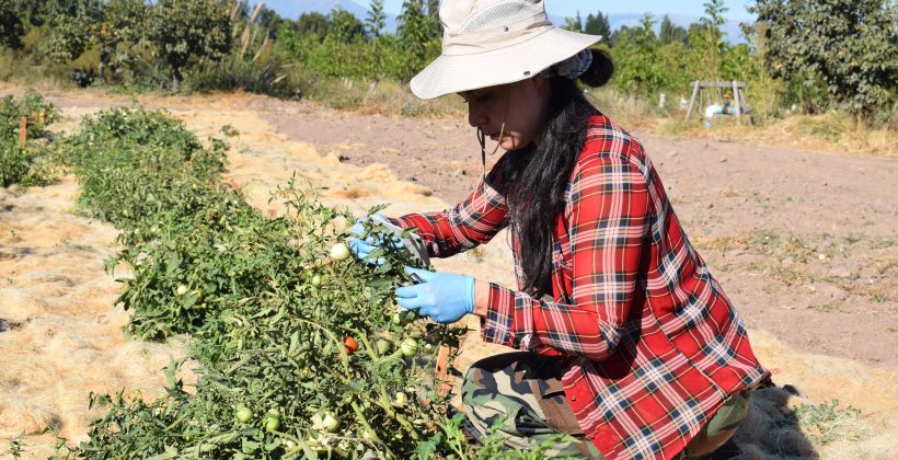En Vicuña: Científicos informarán sobre potencial de microorganismos para una agricultura sustentable
