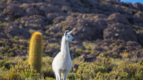 Investigación con National Geographic mostrará que el hábitat de camélidos era mayor en el pasado, mientras su población actual toca mínimos históricos